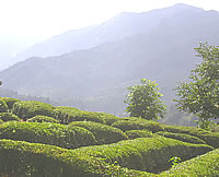 Green Tea Farm.