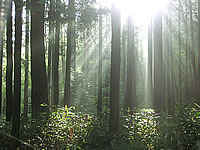The Forest of Hida Gifu Pref.
